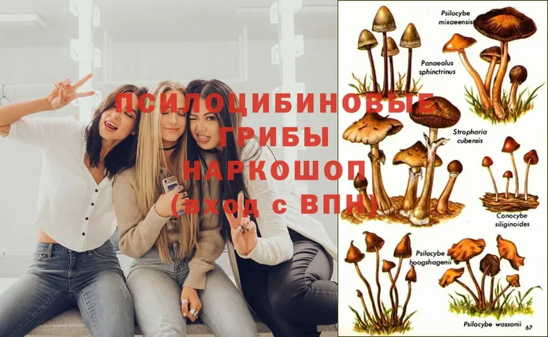 продажа наркотиков  Мураши  Галлюциногенные грибы MAGIC MUSHROOMS 